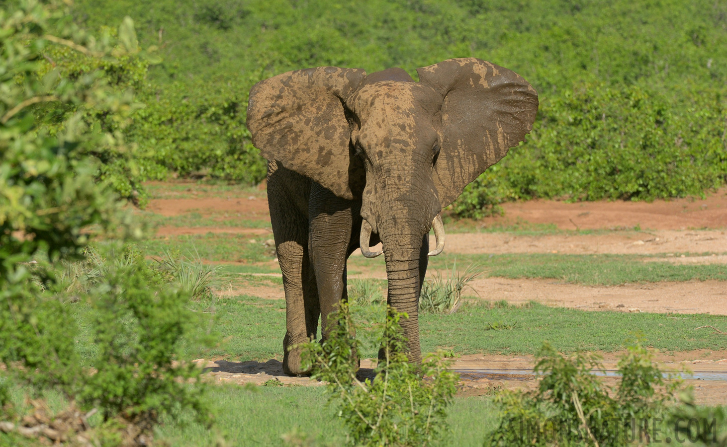 Loxodonta africana [370 mm, 1/2000 sec at f / 8.0, ISO 1000]